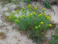 Euphorbia esula 54, Heksenmelk, Saxifraga-Ed Stikvoort