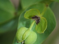 Euphorbia esula ssp tommasiniana 45, Roedewolfsmelk, Saxifraga-Rutger Barendse