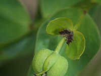 Euphorbia esula ssp tommasiniana 47, Roedewolfsmelk, Saxifraga-Rutger Barendse