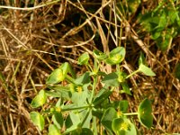 Euphorbia esula ssp tommasiniana 50, Roedewolfsmelk, Saxifraga-Rutger Barendse