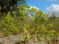 Euphorbia exigua 10, Kleine wolfsmelk, Saxifraga-Ed Stikvoort