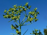 Euphorbia exigua 12, Kleine wolfsmelk, Saxifraga-Ed Stikvoort