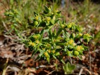 Euphorbia exigua 13, Kleine wolfsmelk, Saxifraga-Ed Stikvoort