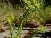 Euphorbia exigua 14, Kleine wolfsmelk, Saxifraga-Ed Stikvoort