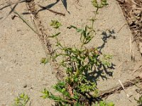 Euphorbia exigua 15, Kleine wolfsmelk, Saxifraga-Ed Stikvoort
