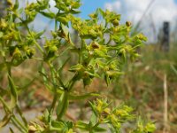 Euphorbia exigua 17, Kleine wolfsmelk, Saxifraga-Ed Stikvoort
