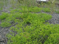 Euphorbia exigua 2, Kleine wolfsmelk, Saxifraga-Rutger Barendse