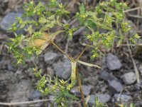 Euphorbia exigua 4, Kleine wolfsmelk, Saxifraga-Peter Meininger