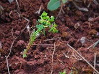 Euphorbia exigua 5, Kleine wolfsmelk, Saxifraga-Ed Stikvoort