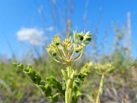 Euphorbia exigua 8, Kleine wolfsmelk, Saxifraga-Rutger Barendse