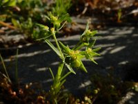 Euphorbia exigua 9, Kleine wolfsmelk, Saxifraga-Ed Stikvoort