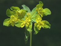 Euphorbia falcata 1, Saxifraga-Marijke Verhagen