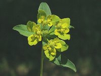 Euphorbia falcata 2, Saxifraga-Marijke Verhagen