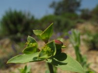 Euphorbia falcata 3, Saxifraga-Rutger Barendse