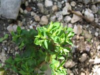 Euphorbia falcata 5, Saxifraga-Jasenka Topic