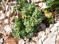 Euphorbia falcata 6, Saxifraga-Jasenka Topic