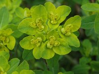 Euphorbia flavicoma 1, Saxifraga-Jan van der Straaten