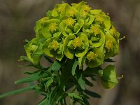 Euphorbia flavicoma 3, Saxifraga-Jan van der Straaten