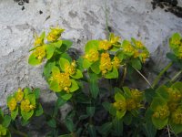 Euphorbia fragifera 3, Saxifraga-Jasenka Topic
