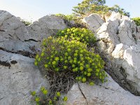 Euphorbia fragifera 4, Saxifraga-Jasenka Topic