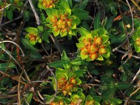 Euphorbia fragifera 6, Saxifraga-Jasenka Topic