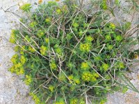 Euphorbia fragifera 7, Saxifraga-Jasenka Topic