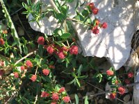 Euphorbia fragifera 8, Saxifraga-Jasenka Topic