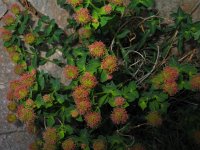 Euphorbia fragifera 9, Saxifraga-Jasenka Topic