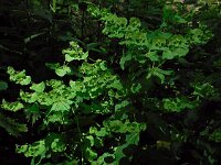 Euphorbia glaberrima