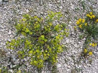 Euphorbia graeca