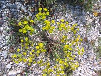 Euphorbia graeca 2, Saxifraga-Jasenka Topic