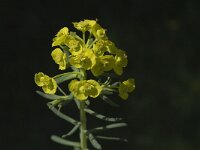 Euphorbia graminifolia 1, Saxifraga-Jan van der Straaten