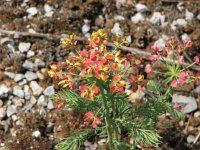 Euphorbia helioscopia 13, Kroontjeskruid, Saxifraga-Jasenka Topic