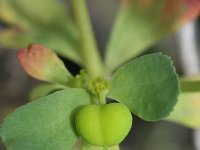 Euphorbia helioscopia 14, Kroontjeskruid, Saxifraga-Rutger Barendse