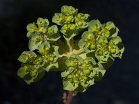 Euphorbia helioscopia 15, Kroontjeskruid, Saxifraga-Willem van Kruijsbergen