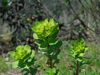 Euphorbia helioscopia 21, Kroontjeskruid, Saxifraga-Ed Stikvoort