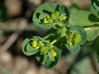 Euphorbia helioscopia 3, Kroontjeskruid, Saxifraga-Marijke Verhagen