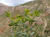 Euphorbia heteradena 3, Saxifraga-Ed Stikvoort : Jerevan - Areni - Noravank s9900