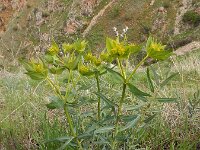 Euphorbia heteradena 4, Saxifraga-Ed Stikvoort : Jerevan - Areni - Noravank s9900