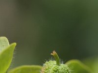 Euphorbia hirsuta 1, Saxifraga-Rutger Barendse