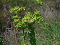Euphorbia hirsuta 4, Saxifraga-Ed Stikvoort