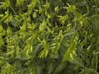 Euphorbia lathyris 1, Kruisbladige wolfsmelk, Saxifraga-Jan van der Straaten