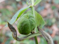 Euphorbia lathyris 12, Kruisbladige wolfsmelk, Saxifraga-Rutger Barendse