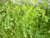 Euphorbia lathyris 13, Kruisbladige wolfsmelk, Saxifraga-Rutger Barendse