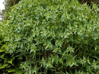 Euphorbia lathyris 15, Kruisbladige wolfsmelk, Saxifraga-Ed Stikvoort