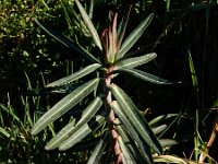 Euphorbia lathyris 16, Kruisbladige wolfsmelk, Saxifraga-Ed Stikvoort
