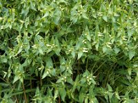 Euphorbia lathyris 17, Kruisbladige wolfsmelk, Saxifraga-Ed Stikvoort