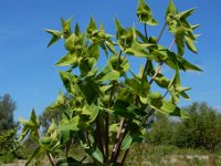 Euphorbia lathyris 19, Kruisbladige wolfsmelk, Saxifraga-Ed Stikvoort