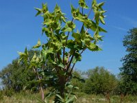 Euphorbia lathyris 20, Kruisbladige wolfsmelk, Saxifraga-Ed Stikvoort