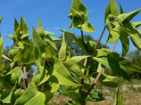 Euphorbia lathyris 21, Kruisbladige wolfsmelk, Saxifraga-Ed Stikvoort